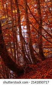 Bosco Della Martese, Monti Della Laga, Abruzzo, Italy