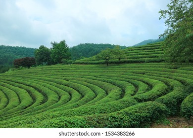 Boseong Green Tea Field In Korea