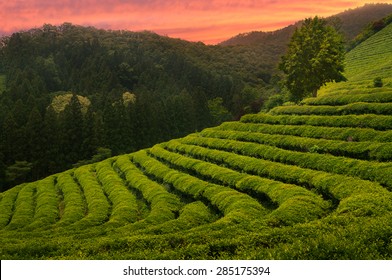 South korea nature Images, Photos & Vectors | Shutterstock