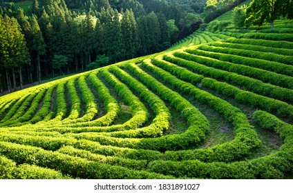 Boseong-gun, Jeollanam-do, South Korea - June 1, 2020: Green Tea Leaves At Daehan Dawon Tea Plantation
