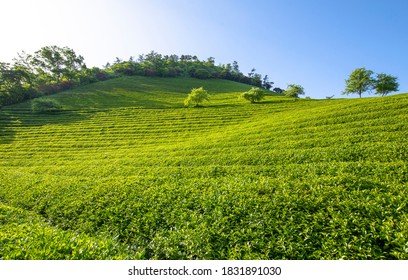 Boseong-gun, Jeollanam-do, South Korea - June 1, 2020: Green Tea Leaves At Daehan Dawon Tea Plantation
