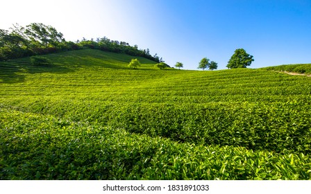 Boseong-gun, Jeollanam-do, South Korea - June 1, 2020: Green Tea Leaves At Daehan Dawon Tea Plantation
