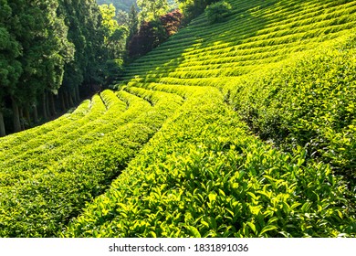 Boseong-gun, Jeollanam-do, South Korea - June 1, 2020: Green Tea Leaves At Daehan Dawon Tea Plantation
