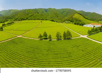 Boseong-gun, Jeollanam-do, South Korea - May 22, 2020: Aerial View Of Green Tea Farm At Daehan Dawon Tea Plantation
