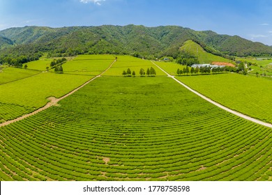 Boseong-gun, Jeollanam-do, South Korea - May 22, 2020: Aerial View Of Green Tea Farm At Daehan Dawon Tea Plantation
