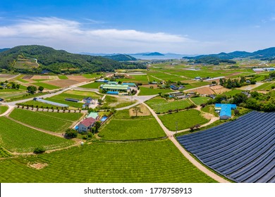 Boseong-gun, Jeollanam-do, South Korea - May 22, 2020: Aerial View Of Green Tea Farm And Farmhouses At Daehan Dawon Tea Plantation
