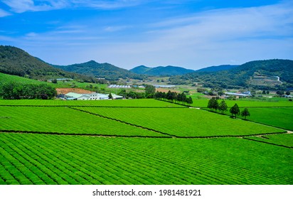 Boseong-gun, Jeollanam-do, South Korea - May 22, 2020: Aerial View Of Green Tea Field Of Daehan Dawon Tea Plantation With Houses Of Rural Village
