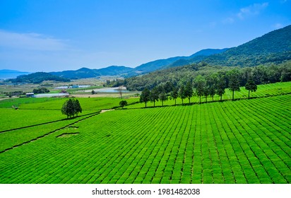 Boseong-gun, Jeollanam-do, South Korea - May 22, 2020: Aerial View Of Green Tea Field Of Daehan Dawon Tea Plantation With Houses Of Rural Village
