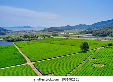 Boseong-gun, Jeollanam-do, South Korea - May 22, 2020: Aerial View Of Green Tea Field Of Daehan Dawon Tea Plantation With Houses Of Rural Village
