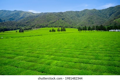 Boseong-gun, Jeollanam-do, South Korea - May 22, 2020: Aerial View Of Green Tea Field Of Daehan Dawon Tea Plantation
