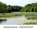 Bosherston lily ponds in Pembrokeshire