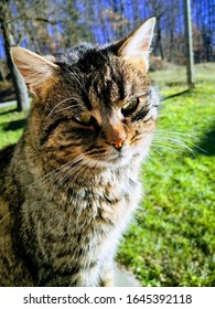 Bosnia And Herzegovina, Cazin - January 01, 2020: Pet Posing In The Picture.