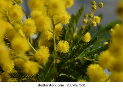 619 Bosnian flower Images, Stock Photos & Vectors | Shutterstock