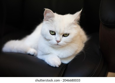 The Boss Cat Laying On The Black Office Chair, White Fluffy Grumpy Cat, Who Is The Boss