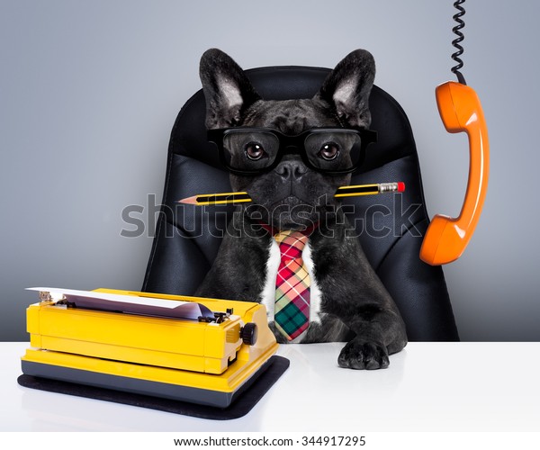 Boss French Bulldog Dog Sitting On Stock Photo Edit Now 344917295