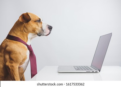 A Bossy Looking Dog In A Tie Sits At A Computer Desk In The Office. Concept Of A Strict Manager Or CEO, Work And Office Related Humor