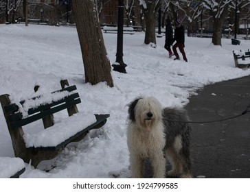 Boston Common Park After A Snowstorm.