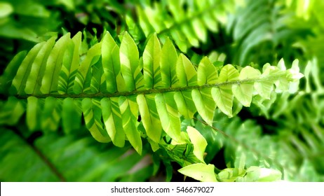 Boston Fern