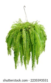 Boston fern (Nephrolepis exaltata Bostoniensis) growing in pot. Beautiful fresh green Common sword ferns hang on the wall for office or home decoration, green houseplant isolated on white background - Shutterstock ID 2235593551