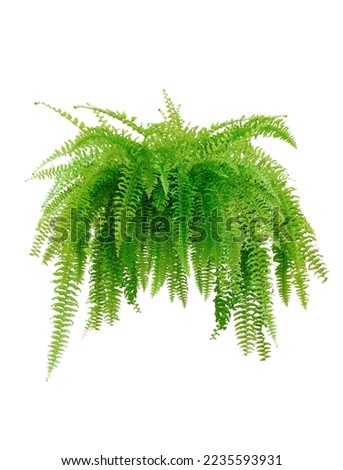 Boston fern (Nephrolepis exaltata Bostoniensis) growing in rattan pot. Beautiful fresh green Common sword fern in a wicker basket for home decoration, isolated on white background
