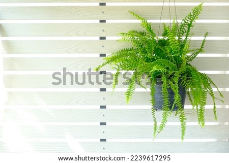 Boston fern (Nephrolepis exaltata Bostoniensis) growing in pot. Beautiful fresh green fern hangs on the white wooden wall for home decoration, isolated on white background, copy space for text