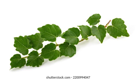 Boston ivy branch isolated on white background - Powered by Shutterstock