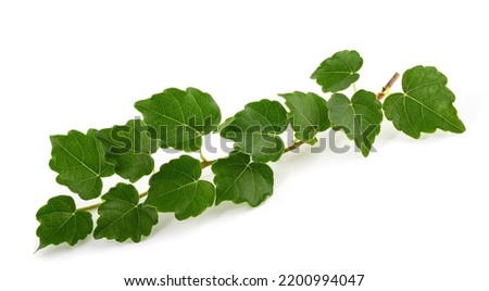 Boston ivy branch isolated on white background