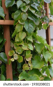 Boston Ivy Crawling Up Trellis