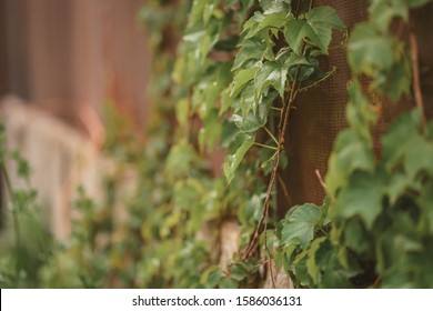 Boston Ivy Creeper Plant Growing Over Stock Photo 1586036131 