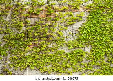 Boston Ivy Growing On Unplastered Wall Stock Photo 314568875 | Shutterstock