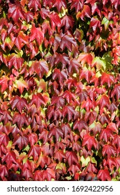 Boston Ivy - Japanese Creeper - Japanese Ivy (Parthenocissus Tricuspidata)