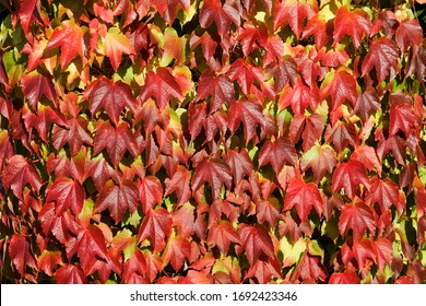 Boston Ivy - Japanese Creeper - Japanese Ivy (Parthenocissus Tricuspidata)