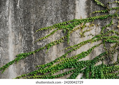 Boston Ivy on the concrete wall in autumn - Latin name - Parthenocissus triscupidata