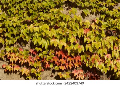 Boston Ivy on the concrete wall in autumn - Latin name - Parthenocissus triscupidata