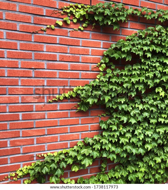 Boston ivy\
Parthenocissus tricuspidata Virginia creeper walls draped in ivy\
\
stone walls covered in\
ivy