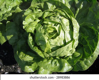 Boston Lettuce Head In The Field