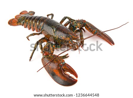 Boston lobster isolated on white background.