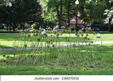 BOSTON, MA - JUN 16: Public Garden In Boston, Massachusetts, As Seen On Jun 16, 2018.  It Is A Part Of The Emerald Necklace System Of Parks And Was The First Public Botanical Garden In America.