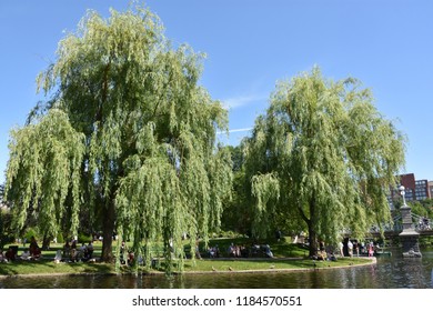 BOSTON, MA - JUN 16: Public Garden In Boston, Massachusetts, As Seen On Jun 16, 2018.  It Is A Part Of The Emerald Necklace System Of Parks And Was The First Public Botanical Garden In America.