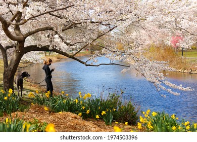 Boston Massachusetts - April 18, 2021: A young lady with her dog at Boston Charles River Esplanade on a sunny spring day with cherry blossom. Selective focus has been applied.