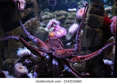 Boston Massachusetts, New England Aquarium, Octopus