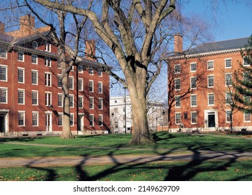 Boston, Massachusetts, USA - November 1, 2006: Autumnal View Of An Old Tree On The Garden Against Law School Buildings At Harvard University
