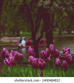 Boston Public Garden Swan Boats And Tulips