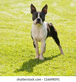 Boston Terrier