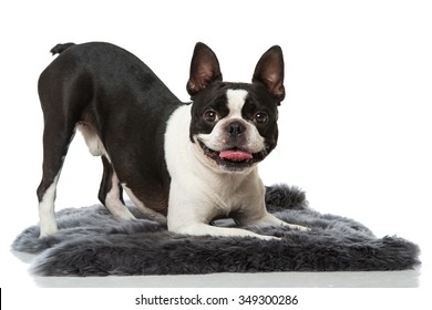 Boston Terrier