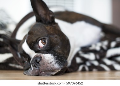 Boston Terrier 