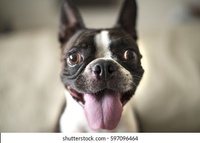 Boston Terrier 