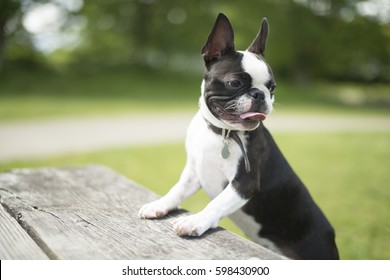 Boston Terrier