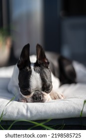 Boston Terrier Asleep At Home