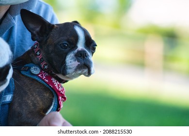 Boston Terrier Being Held In A Hug